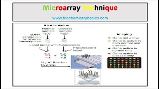 Microarray Technique  DNA Microarray [upl. by Yreme]