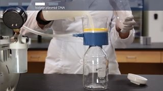 How to do a megaprep plasmid DNA purification [upl. by Atnahsa]