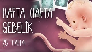 Hafta Hafta Gebelik 28 hafta [upl. by Carolee98]