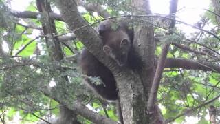 fisher cat babies [upl. by Moody]