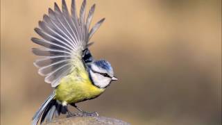 canto del carbonero  chant de mésange bleue [upl. by Oruasi663]