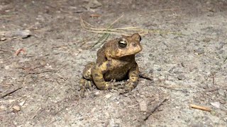 Frog Sounds American Toad Call [upl. by Nebeur700]