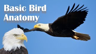 Basic Bird Anatomy [upl. by Ojillek]