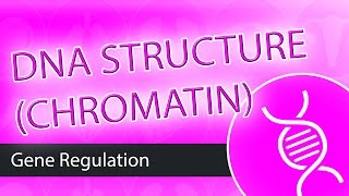 DNA Structure Chromatin [upl. by Afas52]