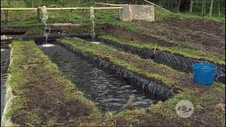 Producción de trucha en estanques paralelos [upl. by Eihcra]