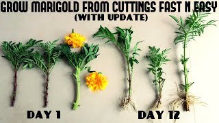 How to Grow Marigold From Cutting Fast N Easy With Update Video [upl. by Darian]