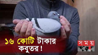 অবিশ্বাস্য দামে সবার চোখ কপালে  Pigeon Price  Somoy TV [upl. by Arondel]