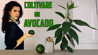 🥑➡🌱 COLTIVARE LAVOCADO dal frutto alla pianta [upl. by Nocaj]