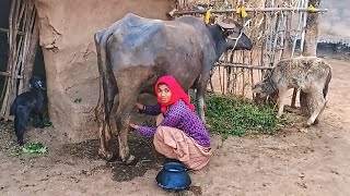 Buffalo milking by hend girl [upl. by Graaf]