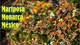 La Mariposa Monarca ★ Documental Mexicano 🌷 🌟 [upl. by Nuhs143]