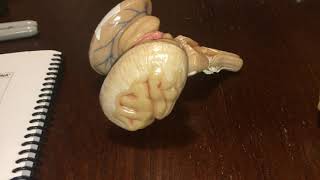 Diencephalon and Brainstem Models [upl. by Dinnie]