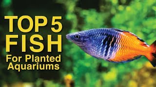 Top 5 Fish for Planted Aquariums [upl. by Enelyahs727]