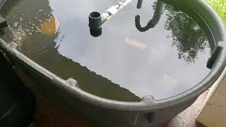 How I Started Raising Tilapia and Catfish  Small Scale Aquaculture [upl. by Rhea939]