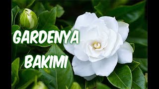 GARDENYA ÇİÇEĞİ BAKIMI SulamaToprakBudamaÇoğaltmaHastalıkları [upl. by Annayd]