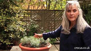 How to prune lavender [upl. by Adalia]