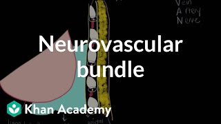 Neurovascular bundle  Respiratory system diseases  NCLEXRN  Khan Academy [upl. by Bajaj25]