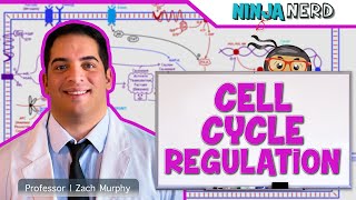 Cell Biology  Cell Cycle Regulation [upl. by Odille]