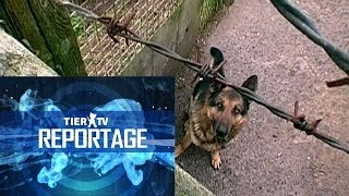 Reportage Hundequäler [upl. by Isej]