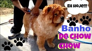 Como dar Banho em um Chow chow em Casa  Vida de Cão [upl. by Ahsauqram]