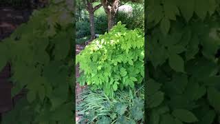 Plant Spotlight  Aralia cordata Sun King [upl. by Ardnuassak]