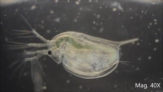 Daphnia magna under the Microscope [upl. by Dahlia721]