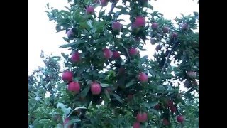 Pruning and Training Apple Trees [upl. by Tellford227]