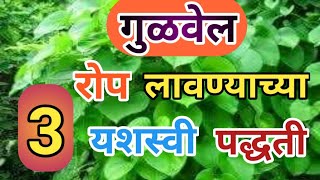 गुळवेल रोप लावण्याच्या 3 यशस्वी पध्दतीगुळवेल शेतीHow grow gulvel at homeDr pravin maneAyurvidya [upl. by Assili]