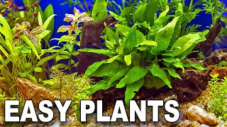 My Top 10 Easy Beginner Aquarium Plants [upl. by Ennaimaj]