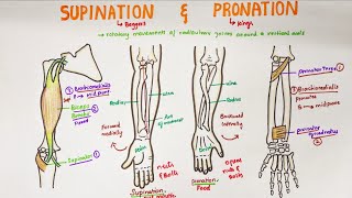 Supination and Pronation in forearm  Anatomy [upl. by Tniassuot655]