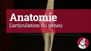 Anatomie Larticulation du genou [upl. by Malinin]