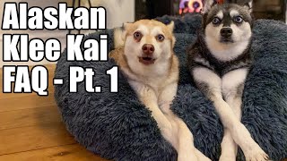 Alaskan Klee Kai FAQ  Breeders  Puppies  Socialization  Training [upl. by Waddington]