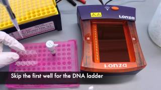 Gel Electrophoresis Protocol [upl. by Frye]