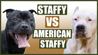 STAFFORDSHIRE BULL TERRIER vs AMERICAN STAFFORDSHIRE BULL TERRIER [upl. by Lupita]