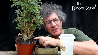 The 50 Dollar Bonsai Challenge Part 2 The Bonsai Zone July 2022 [upl. by Bibi]