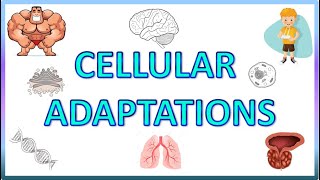 Cell Adaptations  Pathology  Hypertrophy Hyperplasia Atrophy amp Metaplasia [upl. by Annaesor]