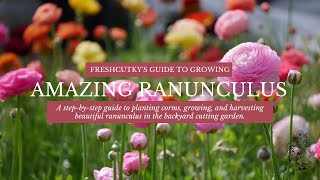 How to Grow AMAZING Ranunculus  How to Fall Plant Ranunculus Bulbs [upl. by Nagoh729]