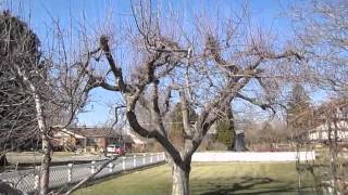 How to Prune Old Apple Trees [upl. by Leuqar]