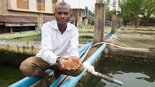 Nigeria’s Fish Farmers Take New Paths to Profitability [upl. by Netsirk249]