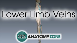 Lower Limb Veins Overview  3D Anatomy Tutorial [upl. by Jaddan]