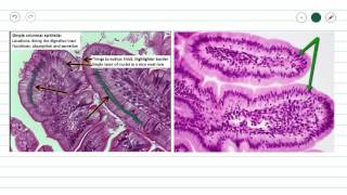 Simple Columnar Epithelium [upl. by Nibur]