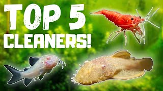 Top 5 BEST Fish Tank Cleaners [upl. by Ginni]