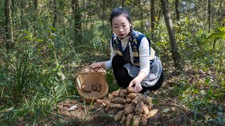 （乌天麻）Gastrodia elata looks like a bug make it into Chinese food ｜药材一样可以做成中国美食｜野小妹 wild girl [upl. by Scottie]