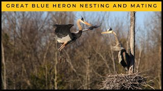 Great Blue Heron Nesting and Mating Behavior [upl. by Barbaresi]