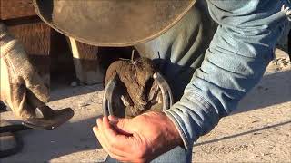 How to Shoe a Ranch Horse [upl. by Marsha]