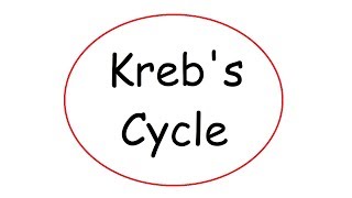 Krebs Cycle [upl. by Secnarf235]