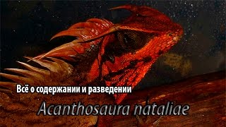 Содержание и разведение Acanthosaura nataliae [upl. by Ydieh964]