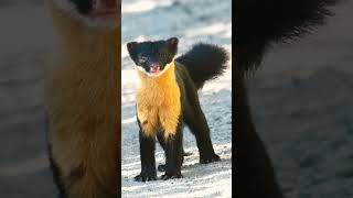 🐯¹⁵◆¹ 🐶•⁴◇¹ ¹ Nilgiri Marten Martes gwatkinsii in Mustelid Family Mustelidae [upl. by Mateo]