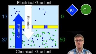 Electrochemical Gradient [upl. by Alekal]