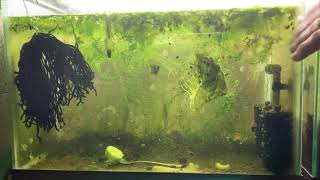 Scuds Daphnia Cherry Shrimp Copepods My aquatic food culture [upl. by Gurney]