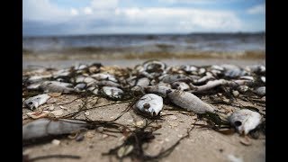 When will Floridas red tide end We asked a scientist [upl. by Inot]